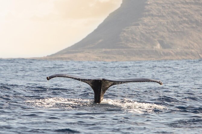 Wild Dolphin Watching and Snorkel Safari Off West Coast of Oahu - What snorkeling is like here (and how to make it work)