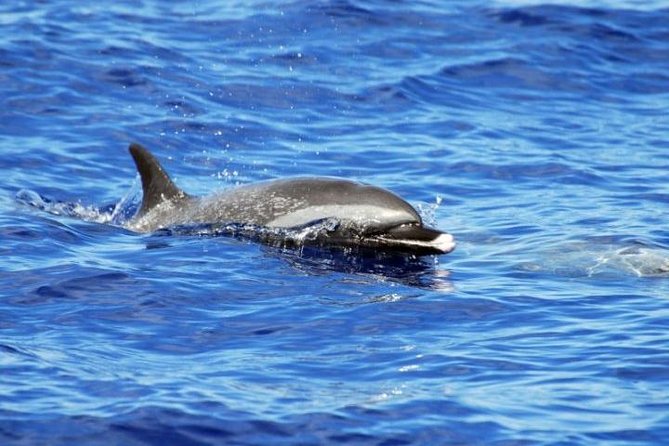 Wild Dolphin Watching and Snorkel Safari Off West Coast of Oahu - The pacing: how your three hours usually break down