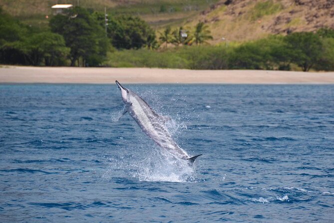 Wild Dolphin Watching and Snorkel Safari Off West Coast of Oahu - Lunch, drinks, and the small food details that add up