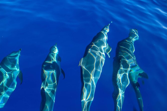 Wild Dolphin Watching and Snorkel Safari Off West Coast of Oahu - Extra costs that are easy to budget for