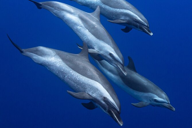 Wild Dolphin Watching and Snorkel Safari Off West Coast of Oahu - The boat size you can actually feel