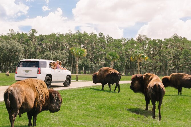 Wild Florida Drive-Thru Safari and Gator Park Admission - Driving Your Own Safari Route: What the Experience Feels Like