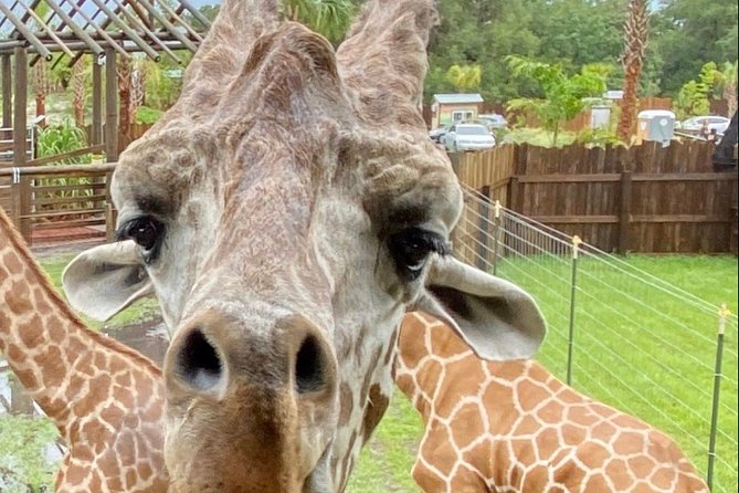 Wild Florida Drive-Thru Safari and Gator Park Admission - Gator Park Admission Included: More Animals, Walk-Through Areas, and Gator Facts
