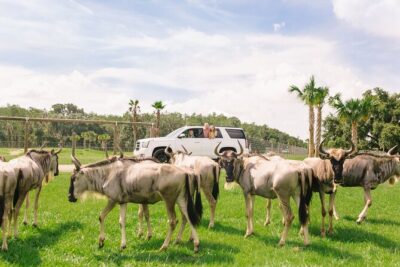 Wild Florida Drive-Thru Safari and Gator Park Admission - The Safari Loop: 100+ Animals, Photo Stops, and That Gator Pond