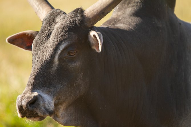 Wild Florida Drive-Thru Safari and Gator Park Admission - Practical Tips That Make the Safari Easier