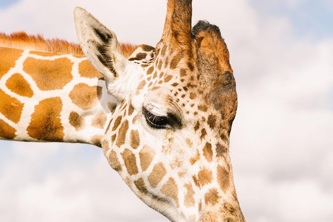 Wild Florida Drive-Thru Safari and Gator Park Admission - Who Should Go (and Who Might Be Less Thrilled)