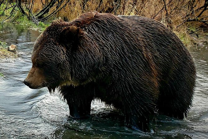 Wilderness, Wildlife, Glacier Experience from Anchorage - Wilderness Without the Rental Car Stress