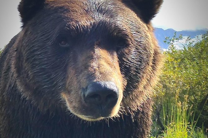 Wilderness, Wildlife, Glacier Experience from Anchorage - Chugach National Forest and the Ring of Glaciers Viewpoints