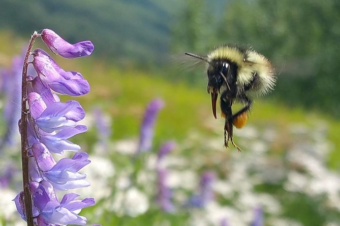 Wilderness, Wildlife, Glacier Experience from Anchorage - Byron Glacier Trail and Explorer Glacier Walks (Seasonal)