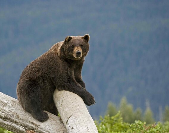 Wildlife and Glaciers with a walk in the Rainforest - Key things I’d circle before you go