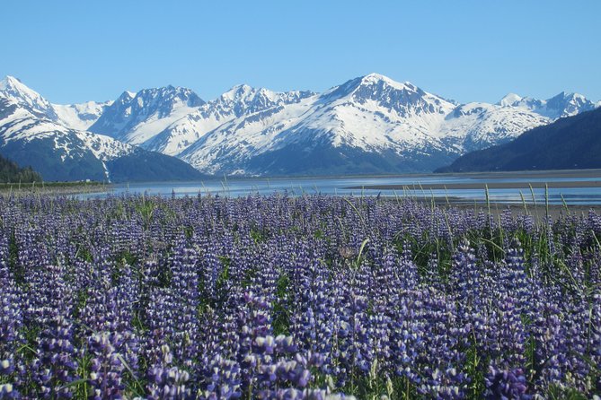 Wildlife and Glaciers with a walk in the Rainforest - Why Turnagain Arm wildlife is the star of this day