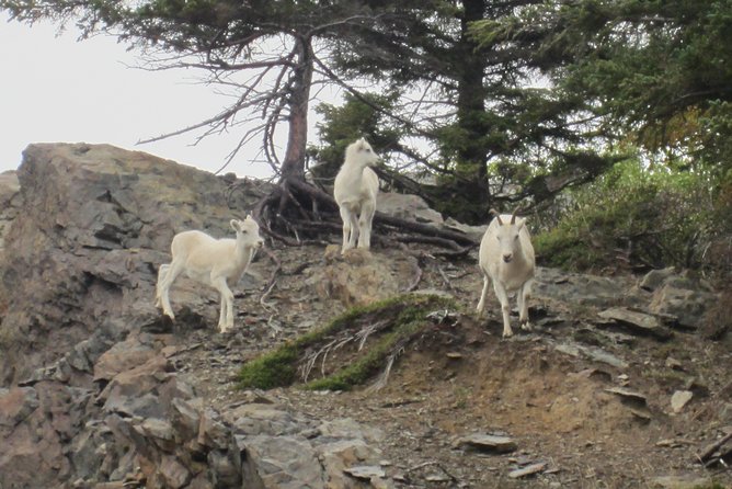 Wildlife and Glaciers with a walk in the Rainforest - Portage Glacier Road and the “rainforest” walk: where visibility can make or break it