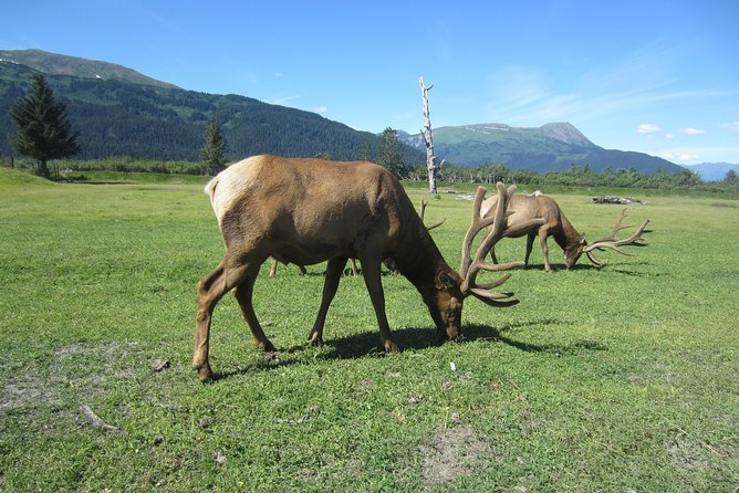 Wildlife and Glaciers with a walk in the Rainforest - Value and timing: is $149 a fair deal from Anchorage?
