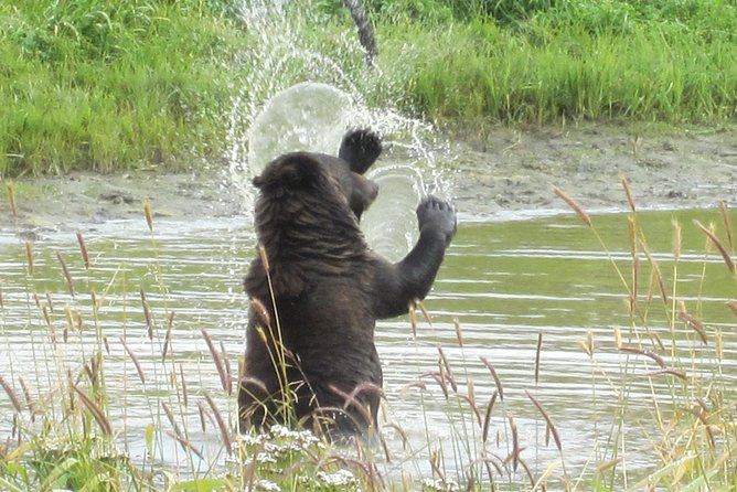 Wildlife and Glaciers with a walk in the Rainforest - Who should book this tour (and who should pick a different plan)