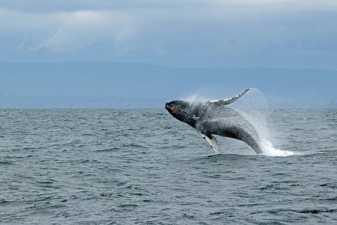 Wildlife Viewing, Sightseeing and Whale Watching Quest - What you’re paying for: $178 worth of boat time and wildlife odds