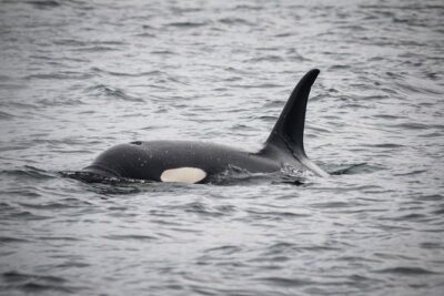 Wildlife Viewing, Sightseeing and Whale Watching Quest - The boat experience: comfort first, camera second, animals always