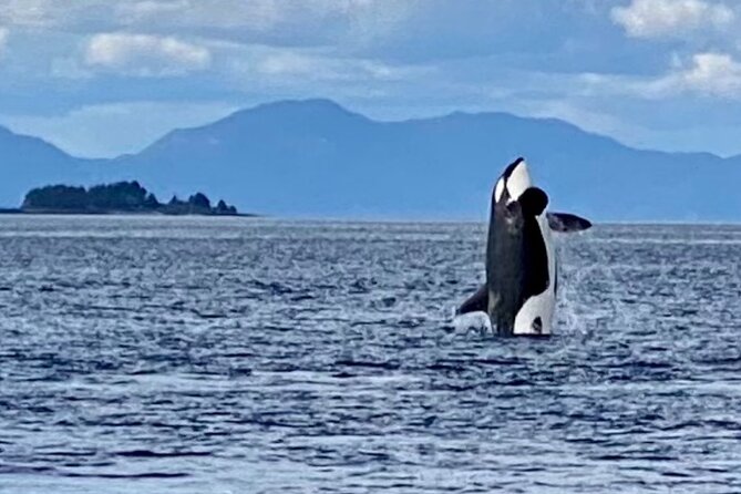 Wildlife Viewing, Sightseeing and Whale Watching Quest - Weather and clothing: how to stay happy in the mist