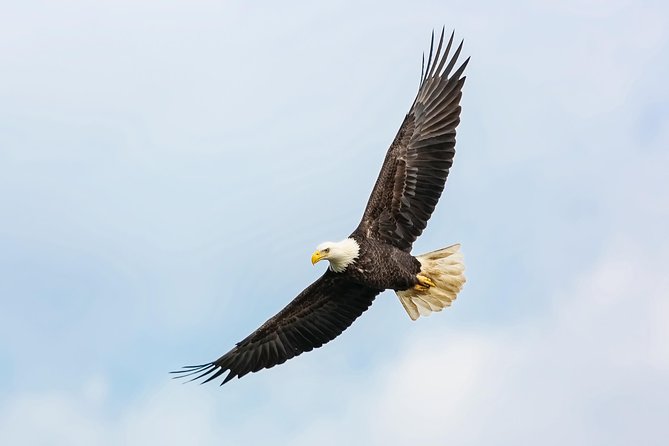 Wildlife Viewing, Sightseeing and Whale Watching Quest - Live narration: how it improves your wildlife spotting