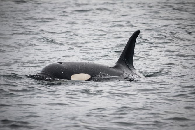 Wildlife Viewing, Sightseeing and Whale Watching Quest - The boat experience: comfort first, camera second, animals always