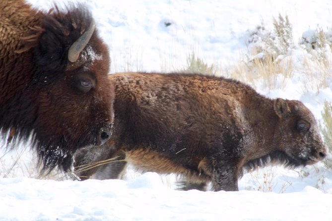Yellowstone Lower Loop Full-Day Tour - Stop-by-stop: what each major moment gives you