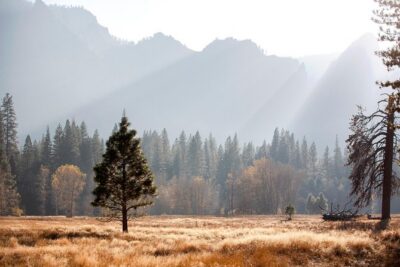 Yosemite Highlights & Giant Sequoias Day Tour from San Francisco - Early park entry and the “big picture” your guide connects