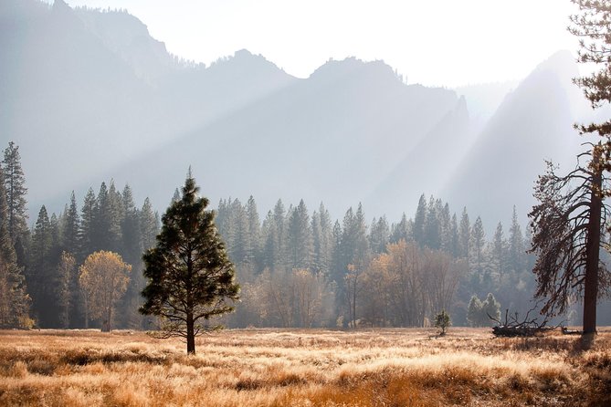 Yosemite Highlights & Giant Sequoias Day Tour from San Francisco - Early park entry and the “big picture” your guide connects