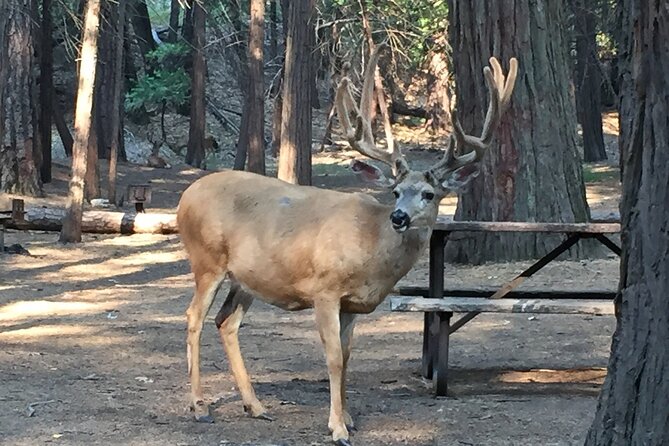 Yosemite Highlights Small Group Tour - Waterfalls, Wawona, and the “Seasonal Hits” Reality