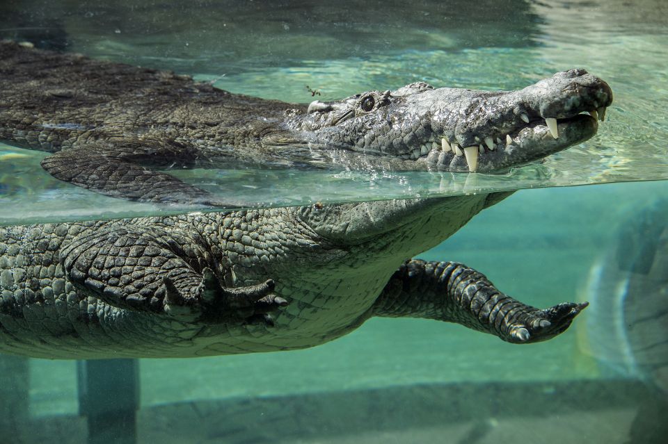 Zoo Miami: General Admission Ticket - Food, Drinks, and the Lunch Basket Upgrade